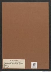 Navicula arctica Cleve (de-Toni-Nr.: Genus 1, Species 358) Zeichnungen Sammlung Grunow Mappe 00317 (Herbarium_W_Grunow_drawings_Folder_00317)